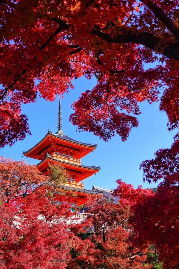 最美的五彩楓葉 最美的五彩楓葉