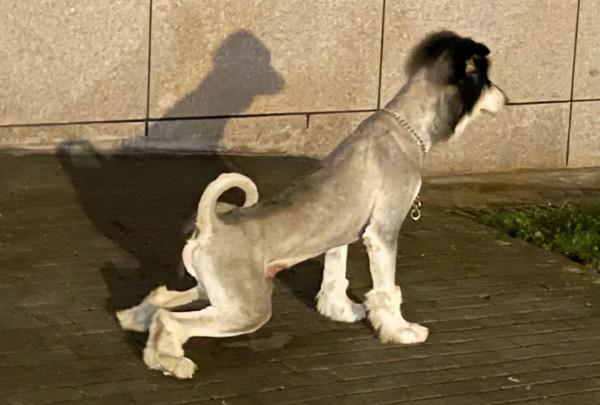 花了300塊給狗子剃毛，一段時間後主人卻自卑了：養的真不是驢