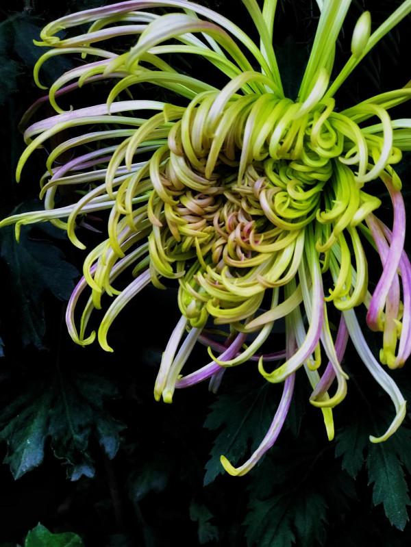 梅、蘭、竹、菊四君子的排名