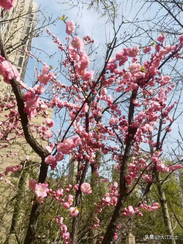 人間四月芳菲盡