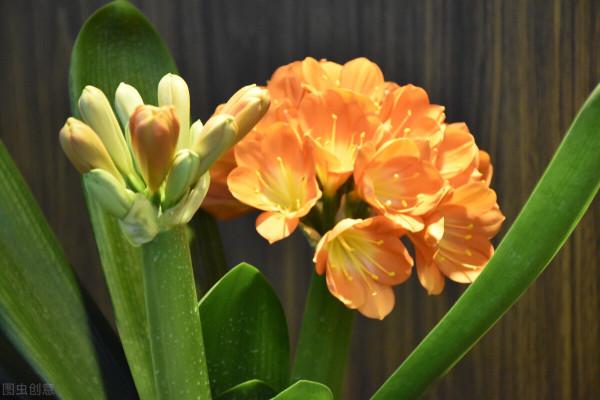 君子蘭有2個訊號，及時去做3件事，花箭長得快，不夾箭