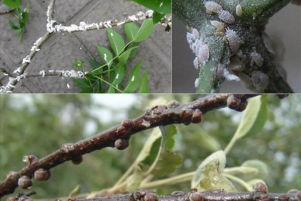 該治蚧殼蟲了，這4類農藥是蚧殼蟲的剋星，科學使用，包治蚧殼蟲