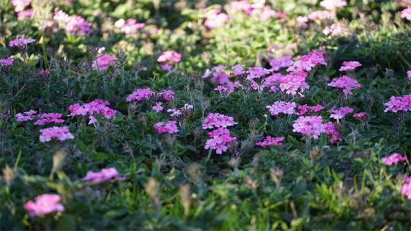 圖組丨踏著春光，迎接彌勒春暖花開