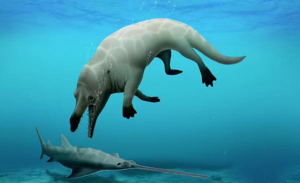 考古重大發現!埃及出土四足“死神鯨”,鯨魚演化有多傳奇? 考古重大發現!埃及出土四足“死神鯨”,鯨魚演化有多傳奇?