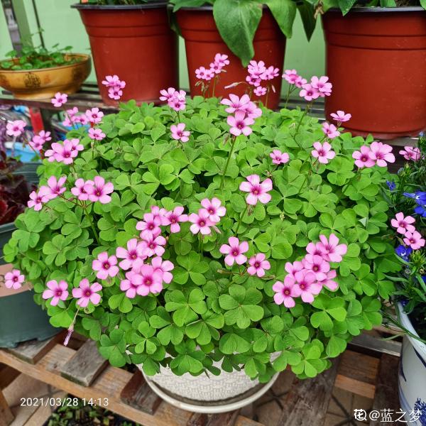 秋天想讓院子“美如畫”,種上這4種花,顏色別緻顏值高 秋天想讓院子“美如畫”,種上這4種花,顏色別緻顏值高