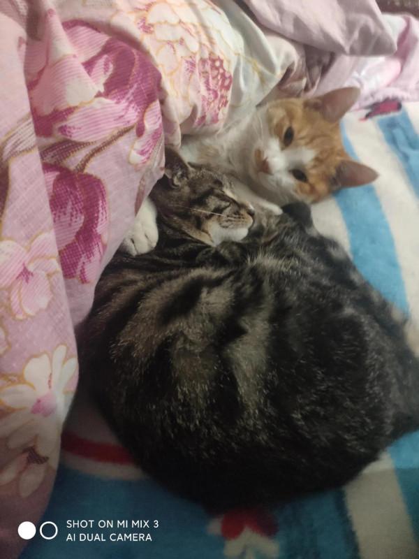 夏天的時候在田地裡收養的小貓咪，如今已然變成了胖橘