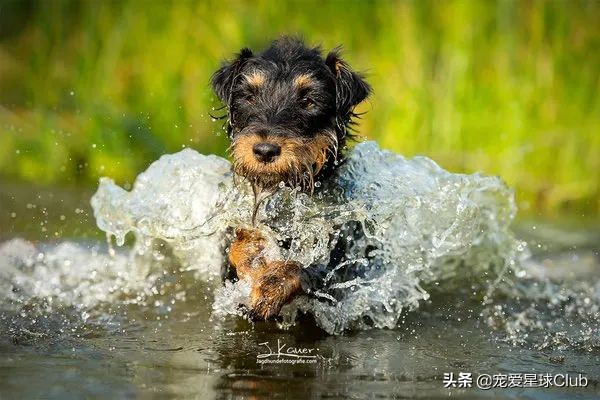 百科 &vert; 德國獵梗，能量爆表的戰鬥獵犬