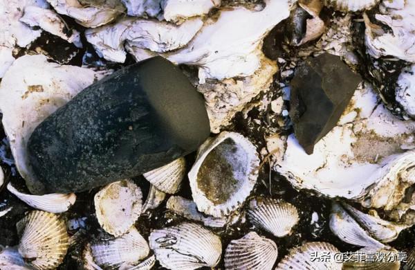 為什麼古代垃圾坑是考古學家最喜歡的發現