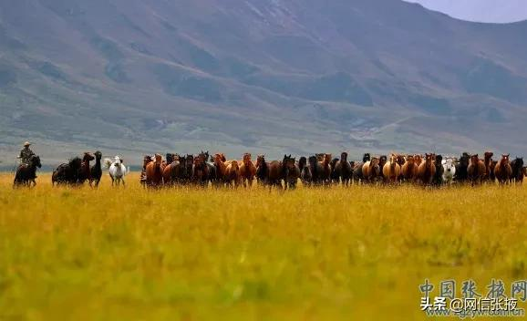 金秋山丹軍馬場雄渾壯美