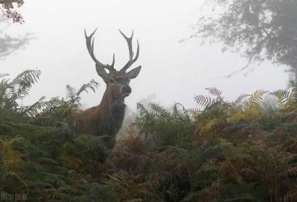 鹿車共挽 傻狍子