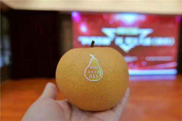 平均糖度11.8%,高價位下的秋月梨隱患 平均糖度11.8%,高價位下的秋月梨隱患