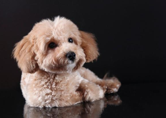 泰迪犬走丟了,一般會躲哪裡?有可能是這幾個地方 泰迪犬走丟了,一般會躲哪裡?有可能是這幾個地方