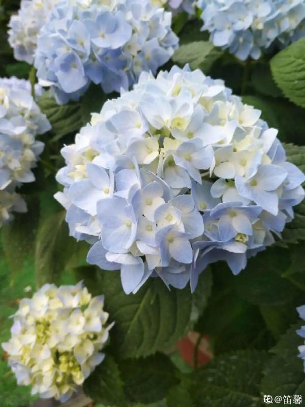 家裡光照不足,就養這2種精靈花,耐陰花期長,皮實好養 家裡光照不足,就養這2種精靈花,耐陰花期長,皮實好養