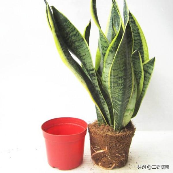 客廳有樹，十家九富！這幾種植物放在家裡，既能鎮宅，又寓意吉祥