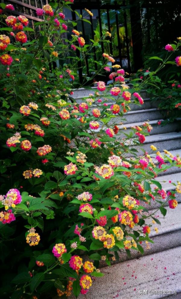 認識10種漂亮的“有毒花”，漲見識，避免傷害