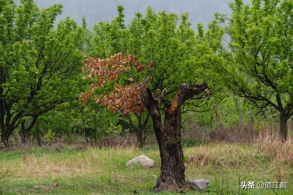 除草劑滅大樹好輕鬆：效果雖好但也要用對方法