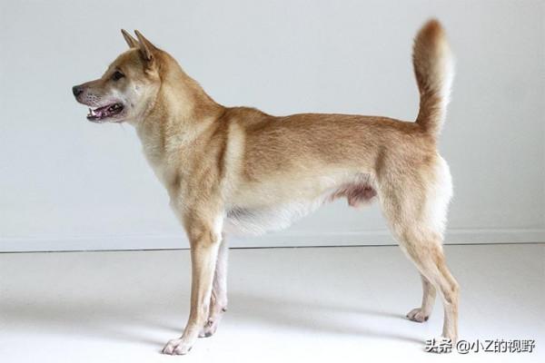 被日本指定為天然紀念物，分別有哪些犬種，原產自哪裡