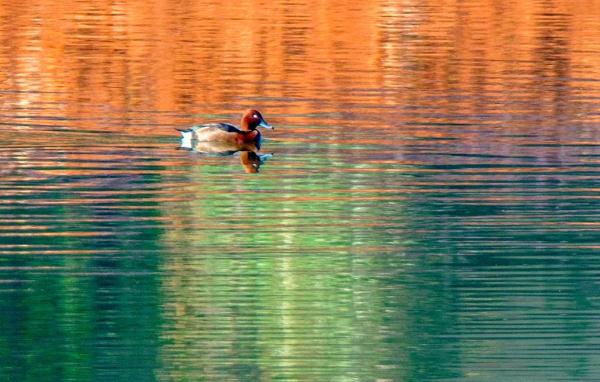 多圖｜石屏異龍湖觀鳥圖鑑
