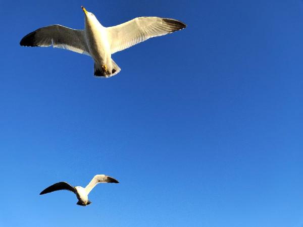這麼美麗的海鷗，上次相遇還是在長海