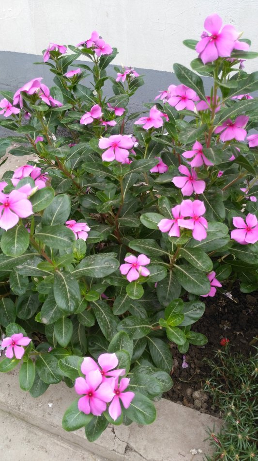 6種“勞模花”，四季能開花，家裡養一盆，賞花300天