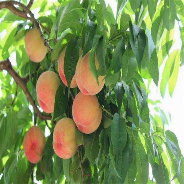 桃子樹苗的修枝管理方法 桃子樹苗的修枝管理方法