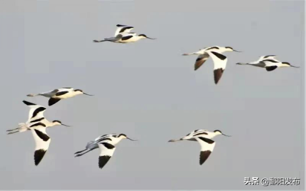 第二屆鄱陽湖國際觀鳥周丨鳥兒歡