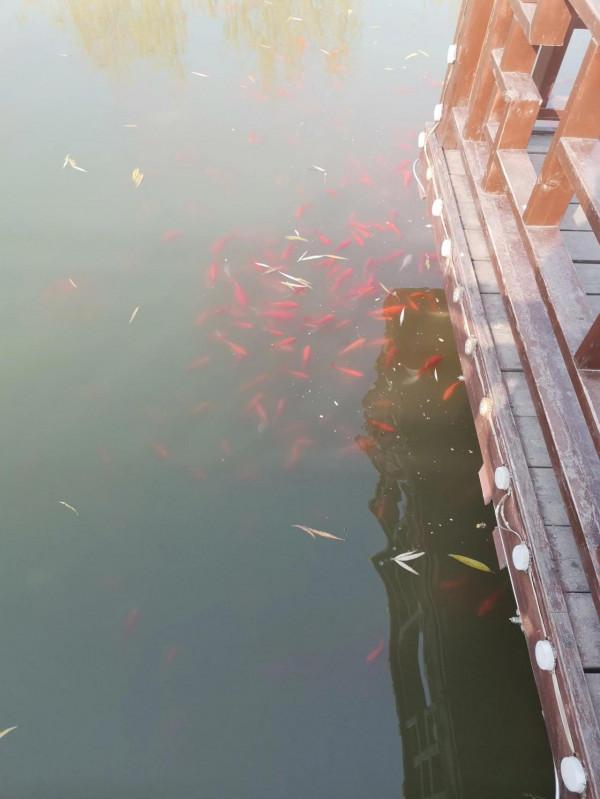 公園湖畔，景色宜人