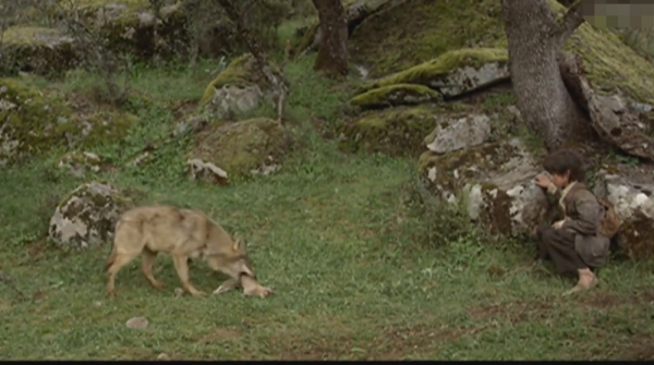 西班牙真實“狼孩”，與狼群一起生活了12年，後來怎麼樣了？