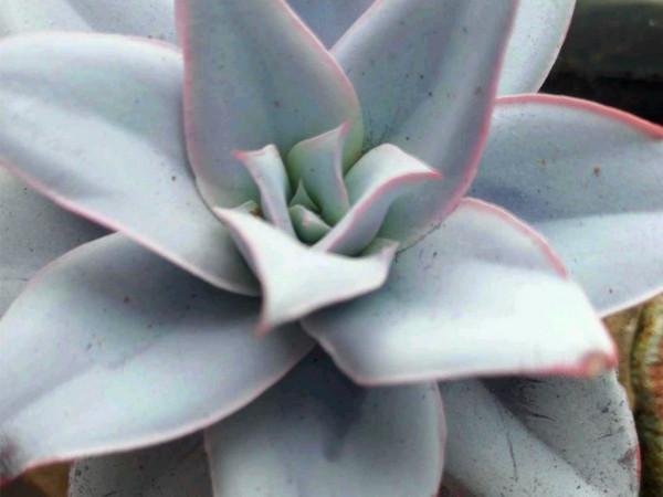 秋天對付這些愛穿裙子的多肉，有的要狠，有的要寵，變美才是目的