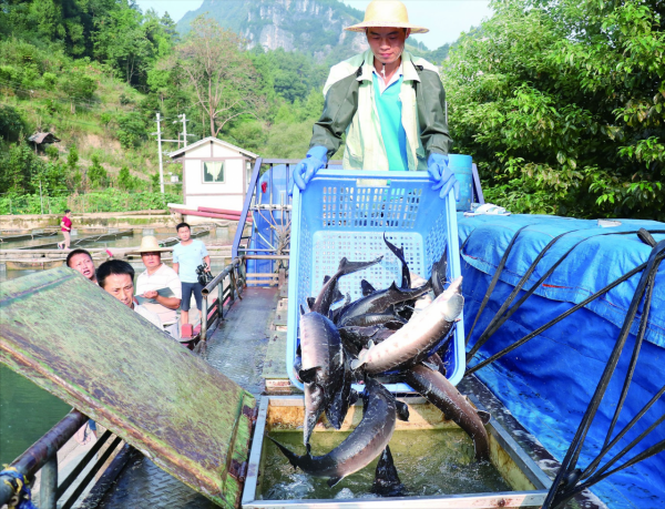 28歲副處長辭職養大魚一隻200公斤，肚子裡藏著20萬元美味，啥樣