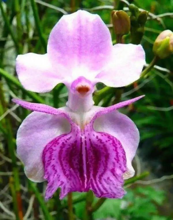 分享圖片&mdash;&mdash;奇美的花卉