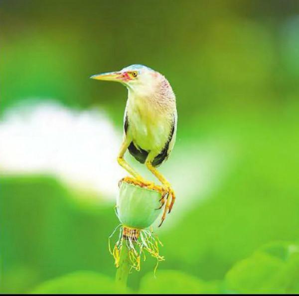 生物多樣性之美 | 百鳥樂園撫仙湖 生物多樣性之美 | 百鳥樂園撫仙湖