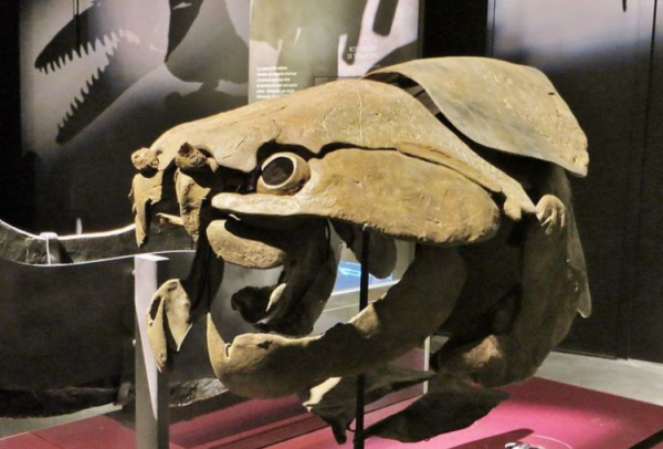 盤點地球各時期的生物霸主——（一）古生代