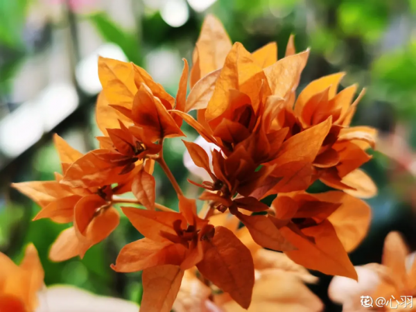 蟹爪蘭、長壽花僵苗,必須掐幾下,重新換盆養 蟹爪蘭、長壽花僵苗,必須掐幾下,重新換盆養