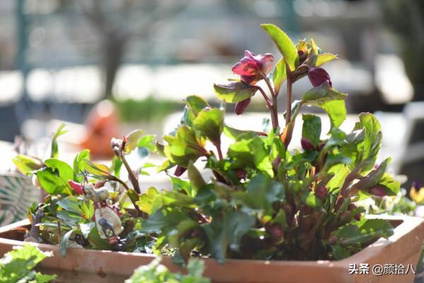 萬物起始，立春暖陽下，等待花園甦醒 &vert; 園丁