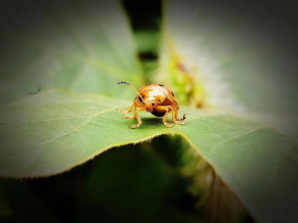 蟲蟲世界，分享一組蟲子照片