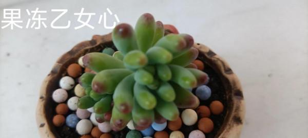 初學養花，從少操心，易活且四季美麗多變的植物養起 第三集