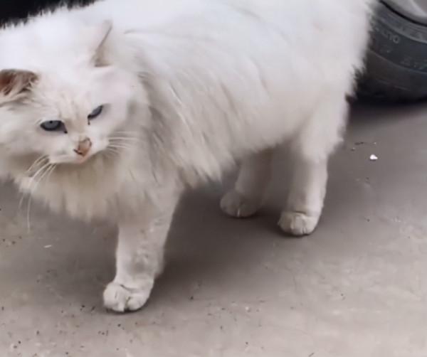 女孩遇見一隻流浪貓，看清長相後被驚豔到了：真是落難&OpenCurlyDoubleQuote;公主&rdquo;呀