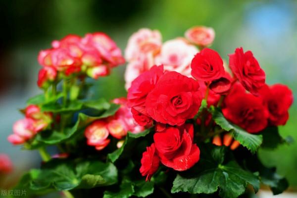 想讓家裡紅紅火火，10種“火紅”花草種起來，種出個“喜氣洋洋”