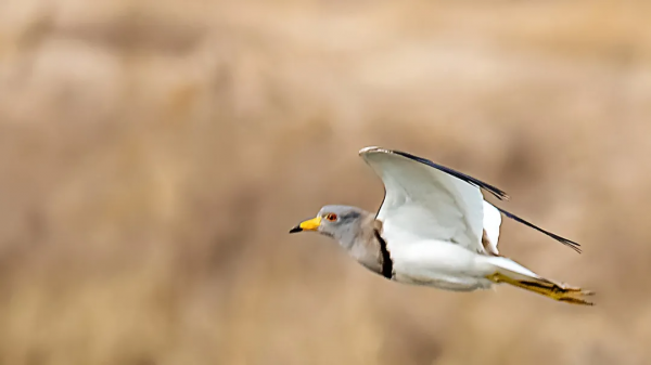 「山西鳥類圖鑑」| 灰頭麥雞