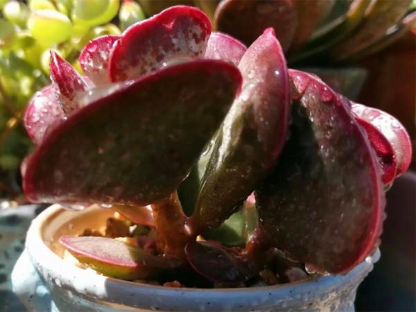 這些第三眼多肉，勉強買回家，出狀態後卻讓人感到驚喜