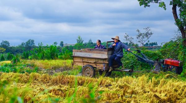 中秋閤家團聚的日子，農民都在忙什麼？4件事，哪一件都不敢耽誤