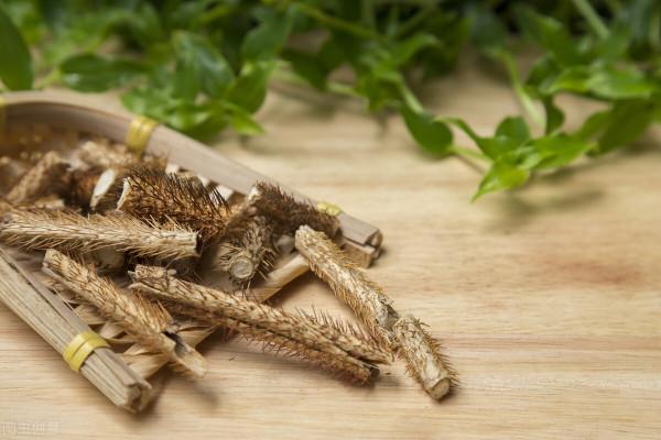 刺五加——一味可補脾、肺、腎、心的藥食同源中藥，不來了解下嗎