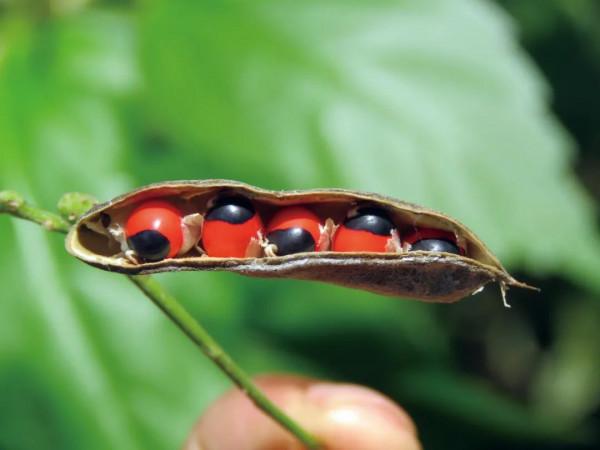 世界上最毒的物質是什麼？我們常見的飲食中有沒有？