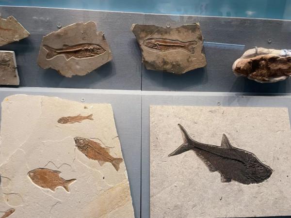 今天,邀請你一起去湖南省地質博物館,看萬物征途 今天,邀請你一起去湖南省地質博物館,看萬物征途