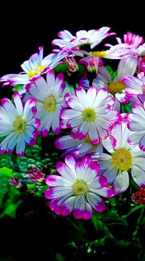 多姿多彩瓜葉菊