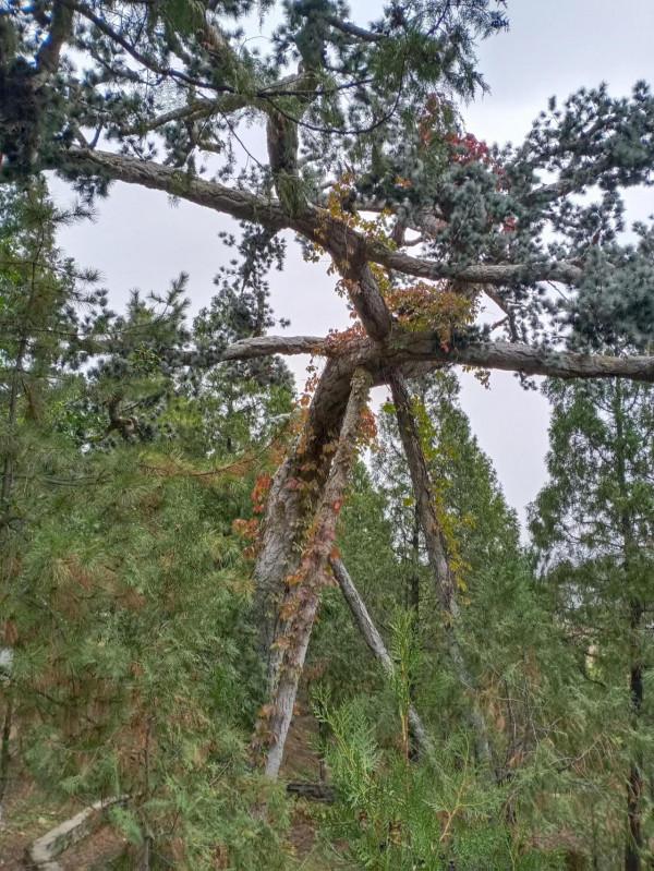 重陽登佳縣白雲山