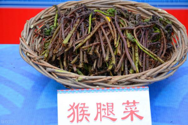“猴腿菜”,價值珍貴,涼拌後下酒太絕了 “猴腿菜”,價值珍貴,涼拌後下酒太絕了