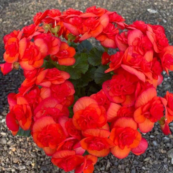 秋冬養盆麗格海棠,花朵像牡丹,有金玉滿堂好兆頭 秋冬養盆麗格海棠,花朵像牡丹,有金玉滿堂好兆頭