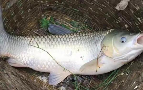 自制釣魚小藥配方大全 自制釣魚小藥配方大全